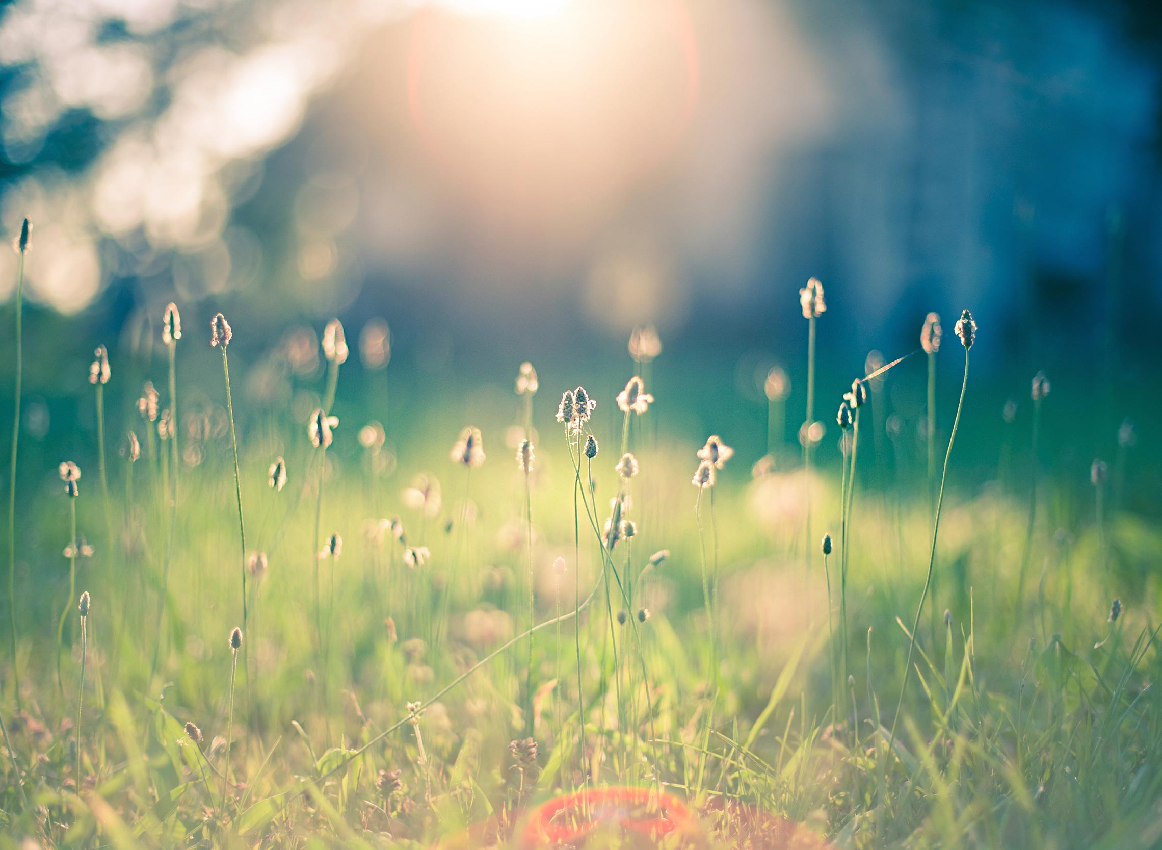 meadow morning