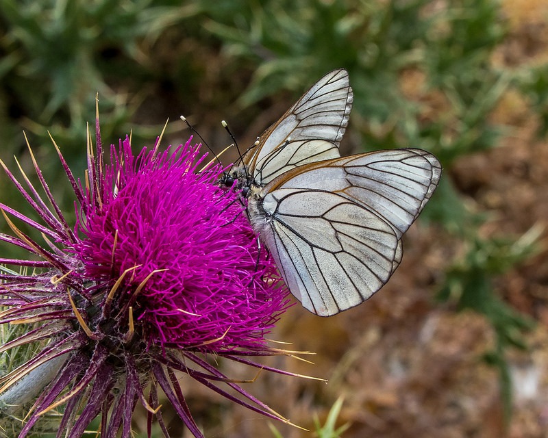 A delicate butterfly with translucent wings rests on a vibrant purple thistle flower, highlighting the beauty of nature and pollination.